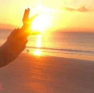 Meet your Posher, Anh